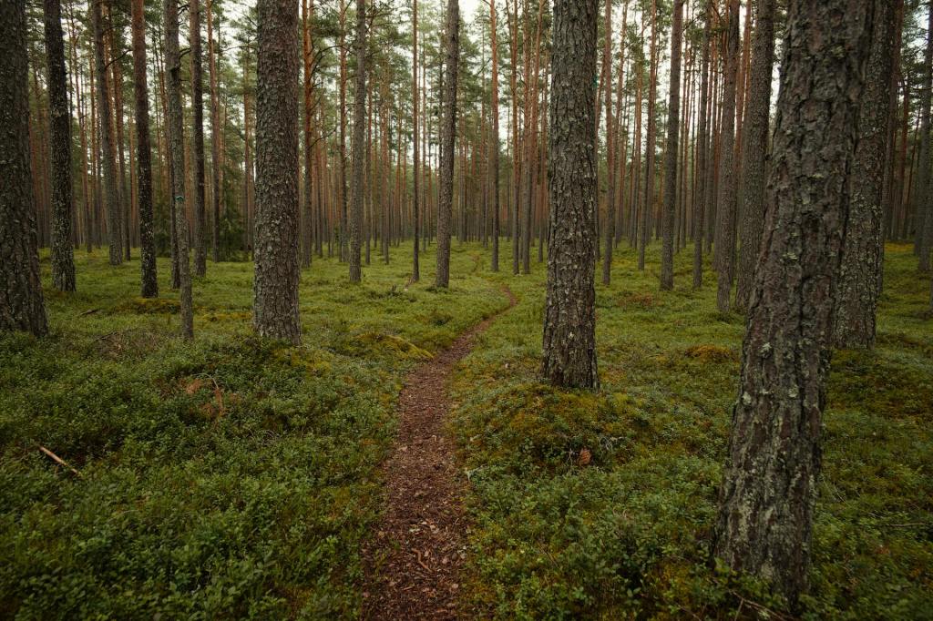 Can You Ever Completely Recover From&nbsp;C-PTSD?